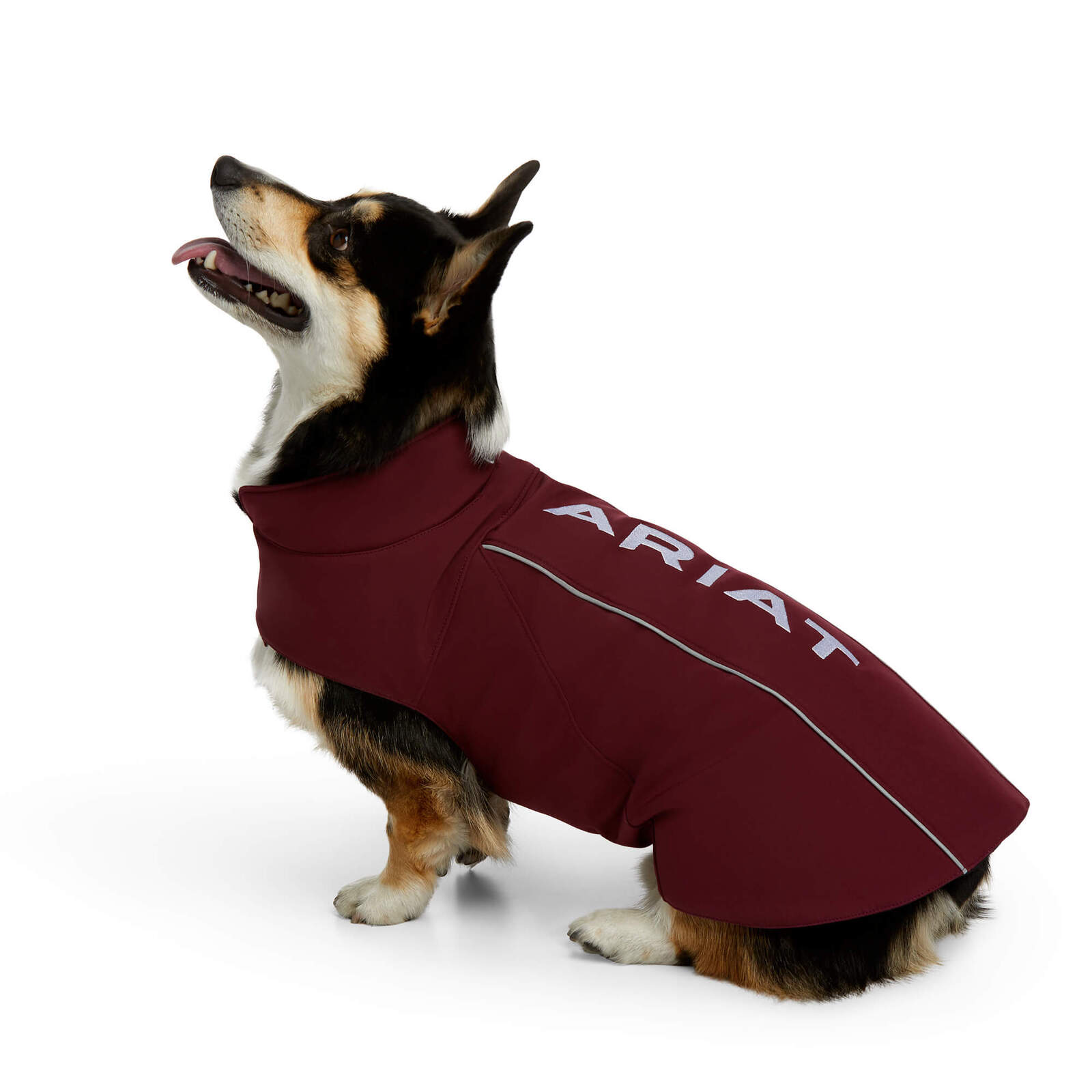 dog overcoat